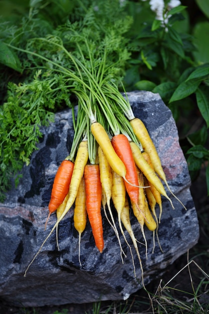 Zanahorias en la piedra