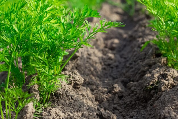 Zanahorias que crecen en las camas Hortalizas orgánicas Cultivos agrícolas Agricultura paisajista Berenjena