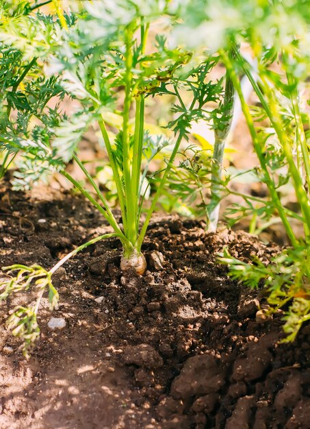 Zanahorias que crecen en el suelo Verduras orgánicas cultivadas