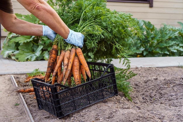 Zanahorias recién arrancadas del jardín de la casa Las manos de la persona con guantes de látex ponen un gran montón de zanahorias en una canasta de plástico