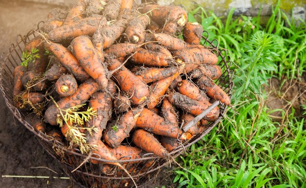Zanahorias recién cosechadas en una canasta Agricultura y ganadería recién cosechadas