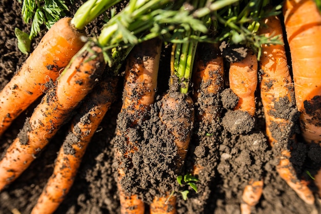 Zanahorias recién recogidas del suelo. Zanahorias apoyadas en una horca. Jardinería en el pueblo.