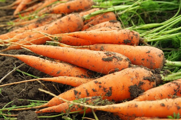 zanahorias sucias recogidas en una cama de jardín en un jardín de verduras