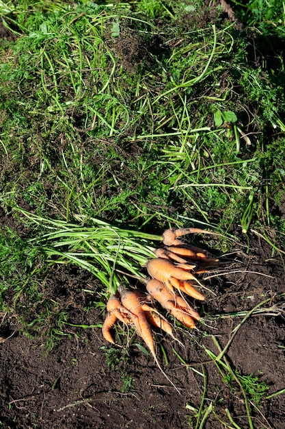 Zanahorias torcidas y feas en huerto Verduras aptas para comer Reducción de residuos orgánicos alimentarios