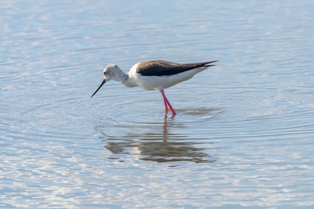 Zanco de alas negras en aguas poco profundas (Himantopus himantopus)