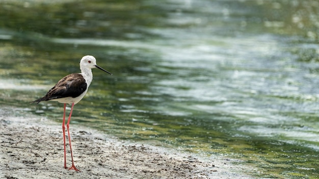 Zanco de alas negras (himantopus himantopus) en el "Raco de l´Olla", parque natural de la Albufera de Valencia.