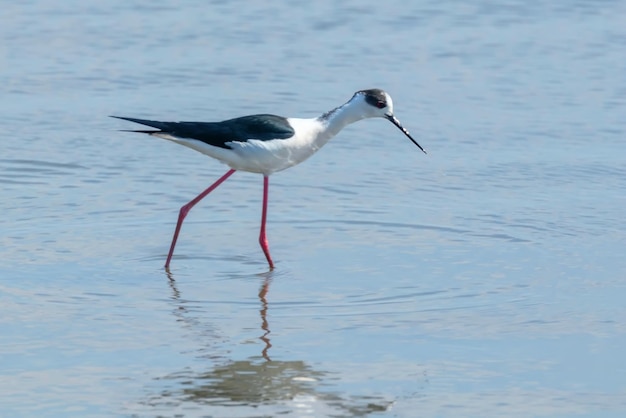 Zancudos de alas negras en el agua (Himantopus himantopus) Zancudos de aves zancudas