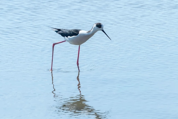 Zancudos de alas negras en el agua (Himantopus himantopus) Zancudos de aves zancudas