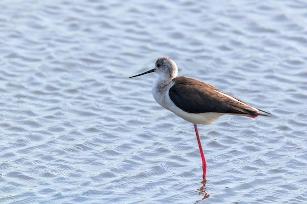 Zancudos de alas negras en el agua (Himantopus himantopus) Zancudos de aves zancudas