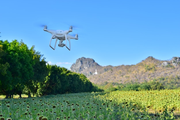 zángano volar por encima del campo de girasol