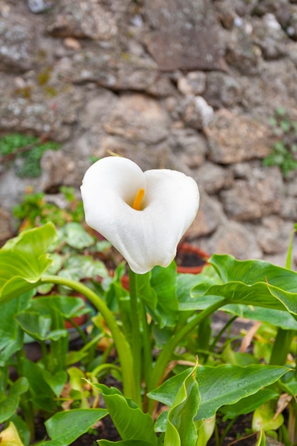 Zantedeschia aethiopica - Calla lily o arum lily, planta ornamental en un jardín.