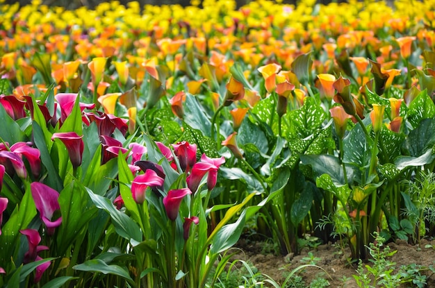 Zantedeschia aethiopica oder Calla-Lilie im Garten