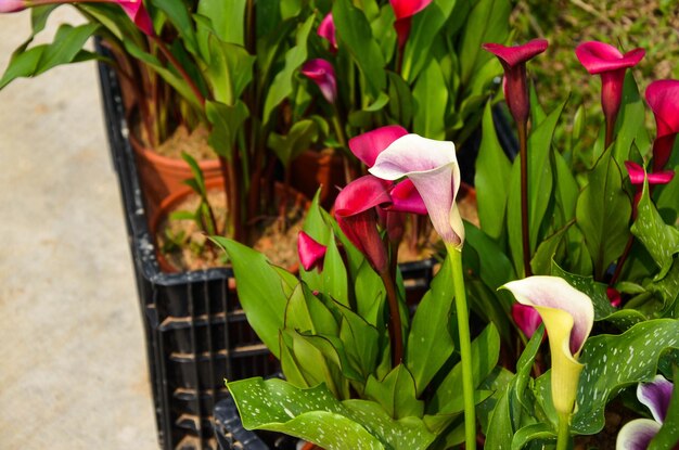 Zantedeschia aethiopica oder Calla-Lilie im Garten