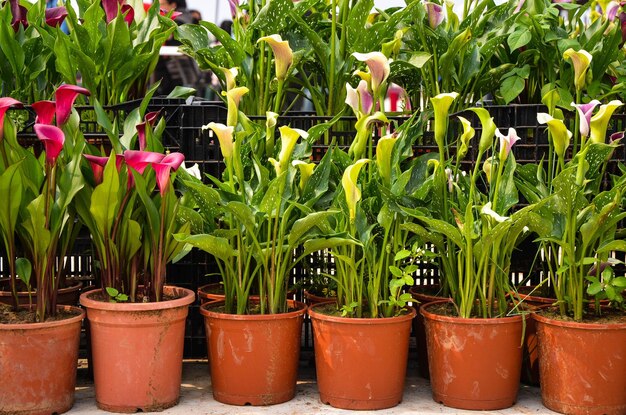 Zantedeschia aethiopica oder Calla-Lilie im Garten