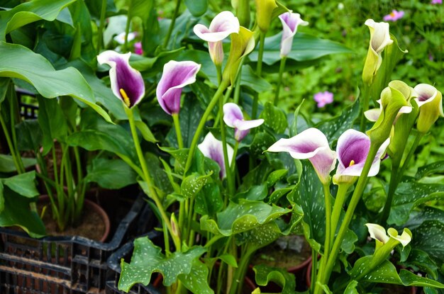 Zantedeschia aethiopica oder Calla-Lilie im Garten