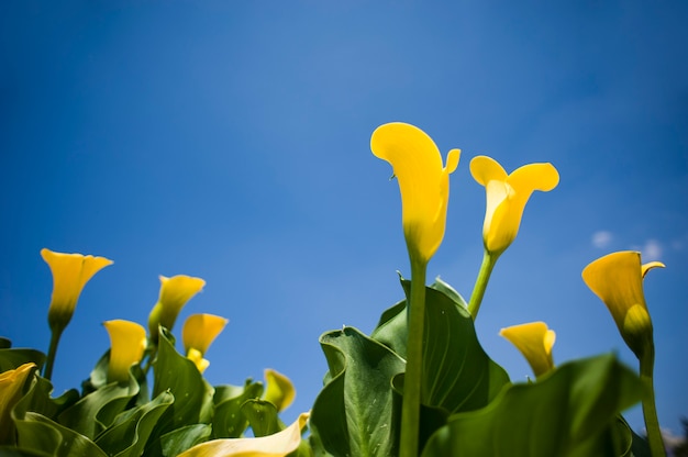 Foto zantedeschia blume oder gelber arum