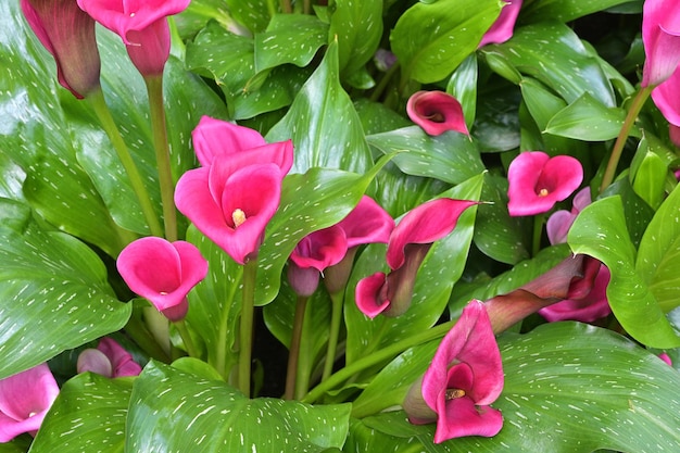 Foto zantedeschia é um gênero de oito espécies de plantas herbáceas, perenes e com flores da família araceae, nativas do sul da áfrica. o fluxo colorido