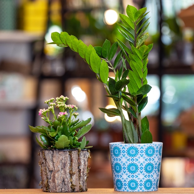 Zanzibar Gem, Zamioculcas und Kalanchoe im Holztopf