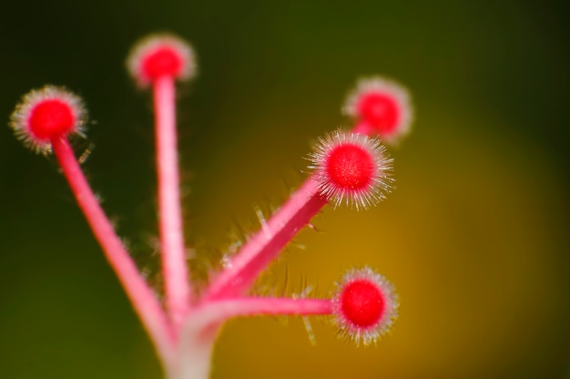 Foto zapato flor carpelo hibiscus syriacus