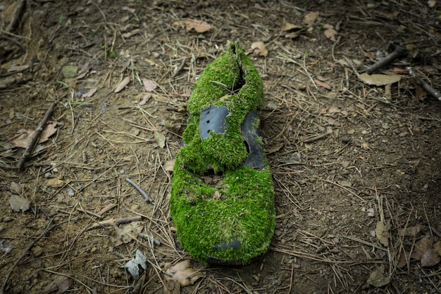 zapato viejo en bosque