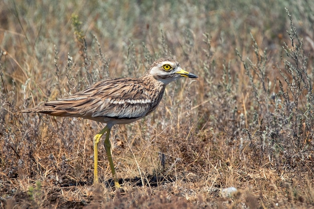 El zarapito euroasiático (Burhinus oedicnemus) camina.