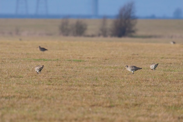 Zarapito euroasiático (Numenius arquata) en busca de comida en un campo cerca de los pantanos de Elmley