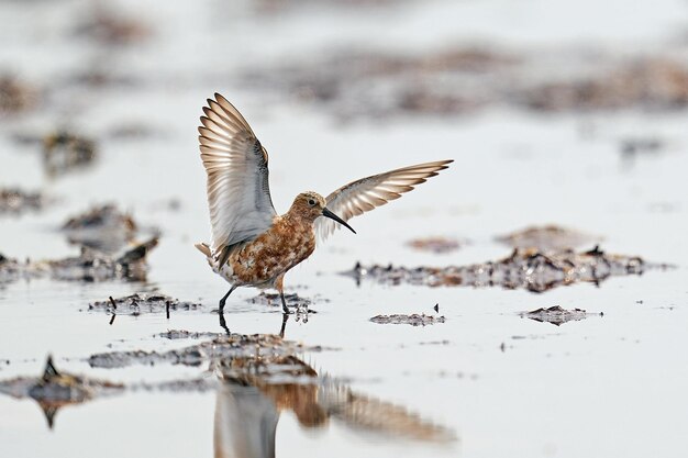 Zarapito playero Calidris ferruginea