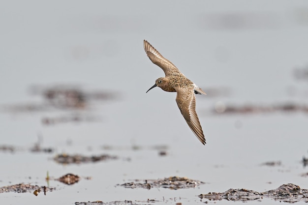 Zarapito playero Calidris ferruginea