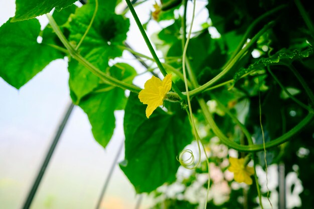 Zarcillos de flores y frutos de pepinos que crecen en un invernadero