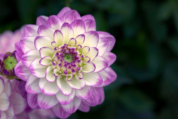 Zart blühende weiß-rosa Dahlien auf natürlichem Hintergrund. Blumenzucht, Landschaftsgestaltung.