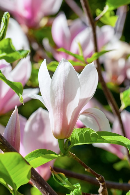 Zart blühender Magnolienzweig