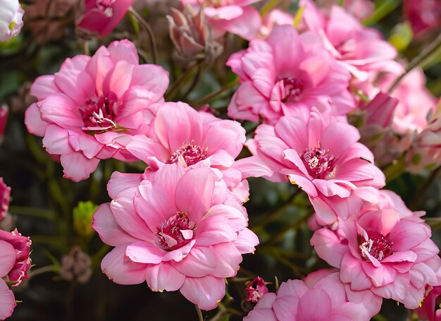 Zart rosa romantischer natürlicher Blumenhintergrund