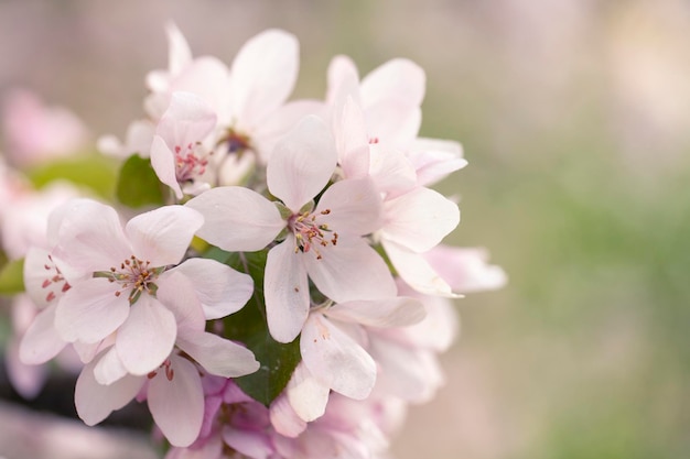 Zarte Apfelbaumblüten im Frühling. Apfelplantage.