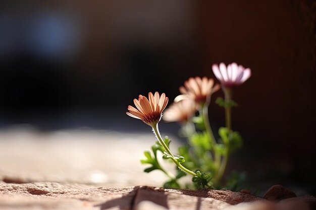 Zarte blühende Makrofotografie kleiner Blumen