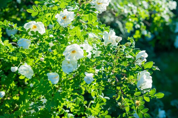 Zarte Blumen von weißen Rosen auf den Zweigen eines Busches auf dem verschwommenen Hintergrund an sonnigen TagenWeiße Blumen auf grünem Busch