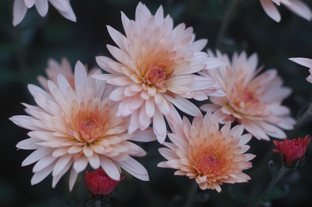 Zarte Chrysantheme, Spätherbst in meinem Garten.