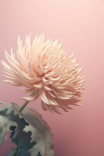 Zarte Chrysanthemenblüte auf pastellrosa Hintergrund