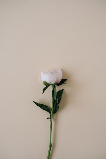 Zarte elegante weiße Pfingstrosenblume auf neutralem beigem Hintergrund mit Kopierraum Minimalistische ästhetische Einfachheit flach gelegte Draufsicht florale Komposition