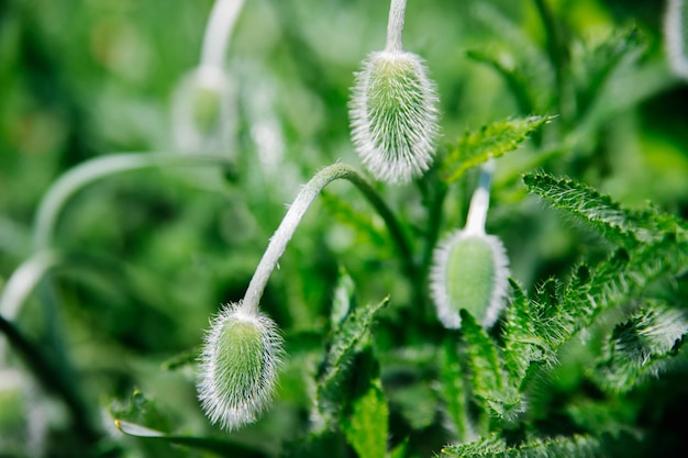 Zarte, flauschige Mohnknospen auf einem Feld in der Natur Dunkelgrüne Blätter und eine stachelige Knospe Platz für Text Der Busch wächst in einem Garten oder Park