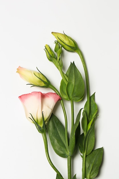 Zarte Frühlingsblumen auf weißem Hintergrund