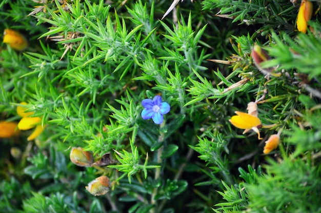 Zarte Frühlingsblumen Ulex europaeus an den Hängen der Felsen in A Coruna, Galizien, Spanien