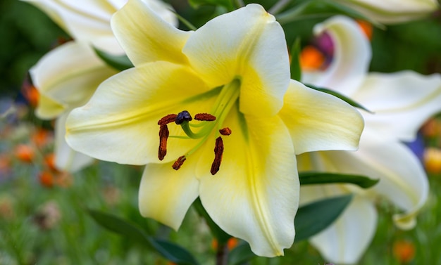 Zarte gelbe Lilien auf natürlichem Hintergrund Zwiebelblumen im Garten