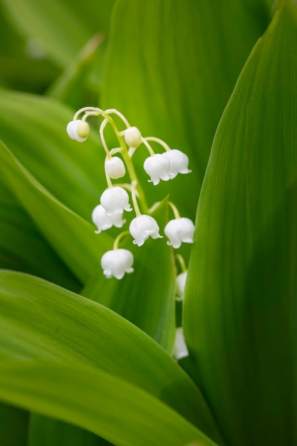 Zarte Maiglöckchen blühen im Frühling.