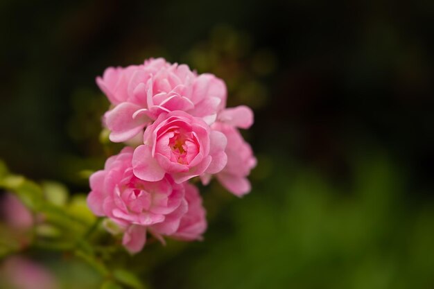 Zarte Pastellrosen aus nächster Nähe auf einem verschwommenen Gartenhintergrund. Duftender Strauch aus rosa Rosen.