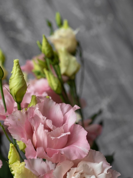 Zarte rosa Blüten der Eustoma- oder Lisianthus-Pflanze auf hellgrauem Hintergrund