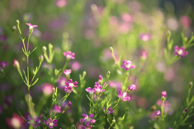 Zarte rosa Gypsophila-Blume aus nächster Nähe