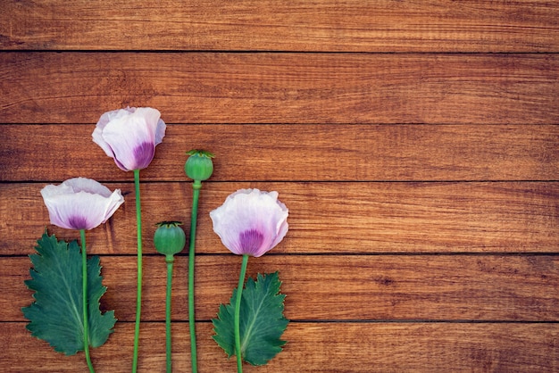 Zarte rosa Mohnblumen auf Holzhintergrund mit Platz für Design.