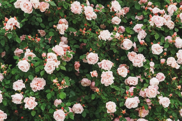 Zarte rosa Rosen blühen in Sträußen