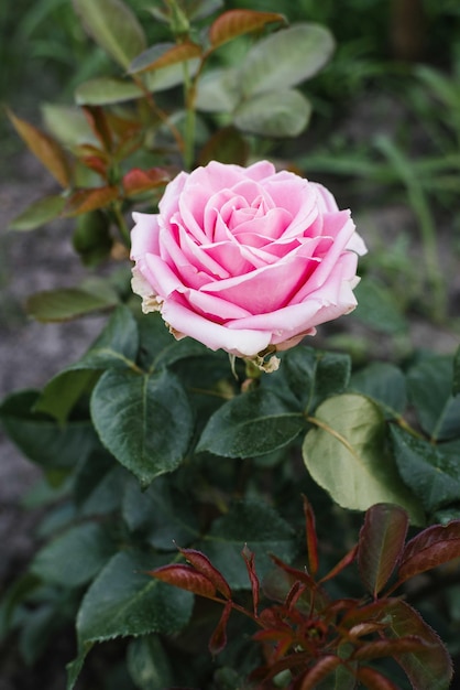 Foto zarte rosa rosen im garten im sommer