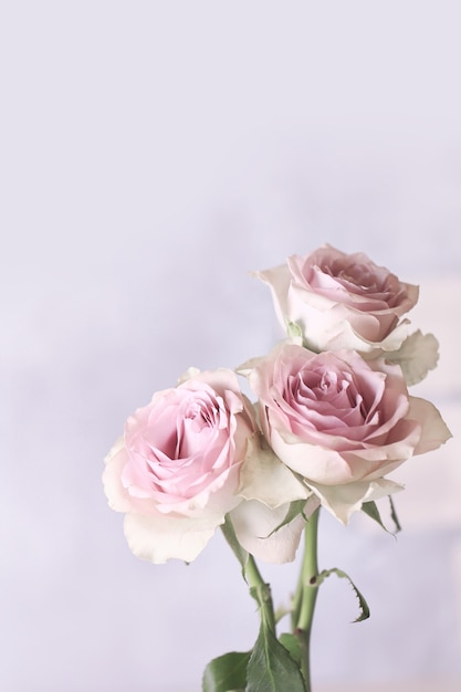 Zarte rosa Rosen im Vintage-Shabby-Chic